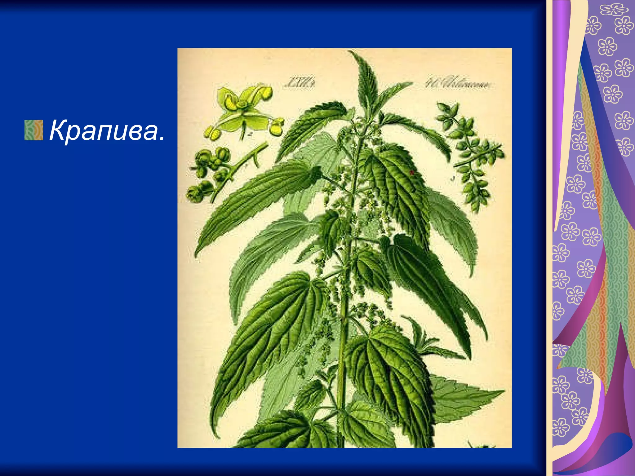 Крапива.   