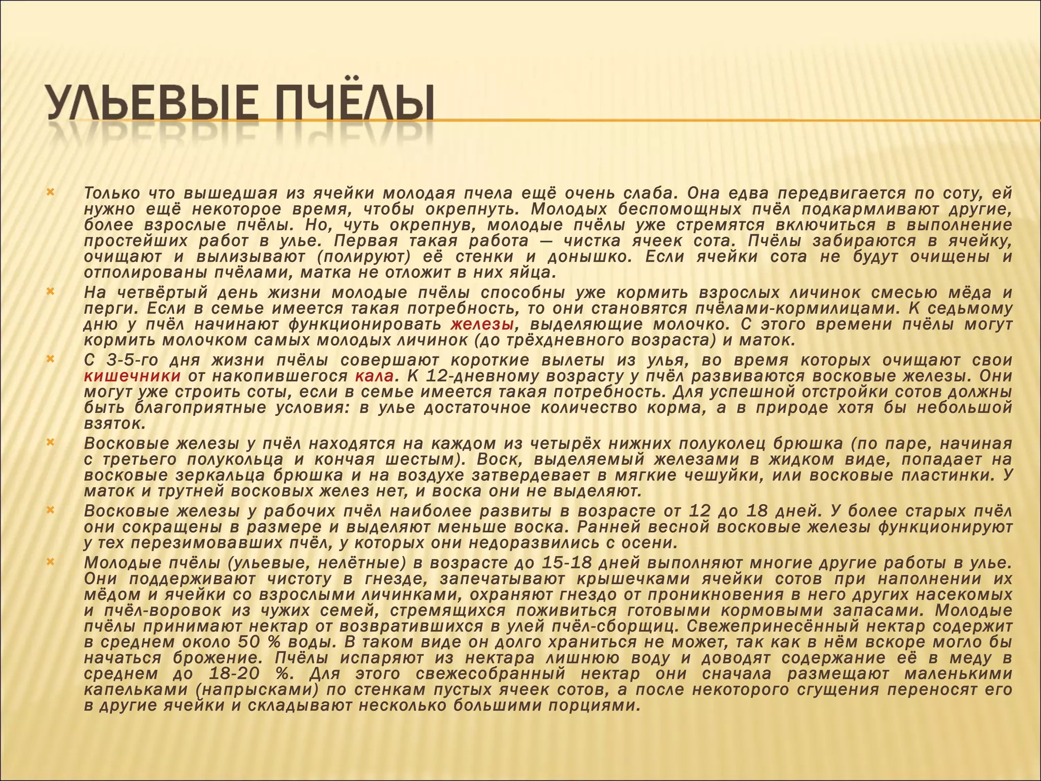 Только что вышедшая из ячейки молодая пчела ещё очень слаба. Она едва передвигается по соту, ей нужно ещё некоторое время, чтобы окрепнуть. Молодых беспомощных пчёл подкармливают другие, более взрослые пчёлы. Но, чуть окрепнув, молодые пчёлы уже стремятся включиться в выполнение простейших работ в улье. Первая такая работа — чистка ячеек сота. Пчёлы забираются в ячейку, очищают и вылизывают (полируют) её стенки и донышко. Если ячейки сота не будут очищены и отполированы пчёлами, матка не отложит в них яйца. На четвёртый день жизни молодые пчёлы способны уже кормить взрослых личинок смесью мёда и перги. Если в семье имеется такая потребность, то они становятся пчёлами-кормилицами. К седьмому дню у пчёл начинают функционировать  железы , выделяющие молочко. С этого времени пчёлы могут кормить молочком самых молодых личинок (до трёхдневного возраста) и маток. С 3-5-го дня жизни пчёлы совершают короткие вылеты из улья, во время которых очищают свои  кишечники  от накопившегося  кала . К 12-дневному возрасту у пчёл развиваются восковые железы. Они могут уже строить соты, если в семье имеется такая потребность. Для успешной отстройки сотов должны быть благоприятные условия: в улье достаточное количество корма, а в природе хотя бы небольшой взяток. Восковые железы у пчёл находятся на каждом из четырёх нижних полуколец брюшка (по паре, начиная с третьего полукольца и кончая шестым). Воск, выделяемый железами в жидком виде, попадает на восковые зеркальца брюшка и на воздухе затвердевает в мягкие чешуйки, или восковые пластинки. У маток и трутней восковых желез нет, и воска они не выделяют. Восковые железы у рабочих пчёл наиболее развиты в возрасте от 12 до 18 дней. У более старых пчёл они сокращены в размере и выделяют меньше воска. Ранней весной восковые железы функционируют у тех перезимовавших пчёл, у которых они недоразвились с осени. Молодые пчёлы (ульевые, нелётные) в возрасте до 15-18 дней выполняют многие другие работы в улье. Они поддерживают чистоту в гнезде, запечатывают крышечками ячейки сотов при наполнении их мёдом и ячейки со взрослыми личинками, охраняют гнездо от проникновения в него других насекомых и пчёл-воровок из чужих семей, стремящихся поживиться готовыми кормовыми запасами. Молодые пчёлы принимают нектар от возвратившихся в улей пчёл-сборщиц. Свежепринесённый нектар содержит в среднем около 50 % воды. В таком виде он долго храниться не может, так как в нём вскоре могло бы начаться брожение. Пчёлы испаряют из нектара лишнюю воду и доводят содержание её в меду в среднем до 18-20 %. Для этого свежесобранный нектар они сначала размещают маленькими капельками (напрысками) по стенкам пустых ячеек сотов, а после некоторого сгущения переносят его в другие ячейки и складывают несколько большими порциями. 