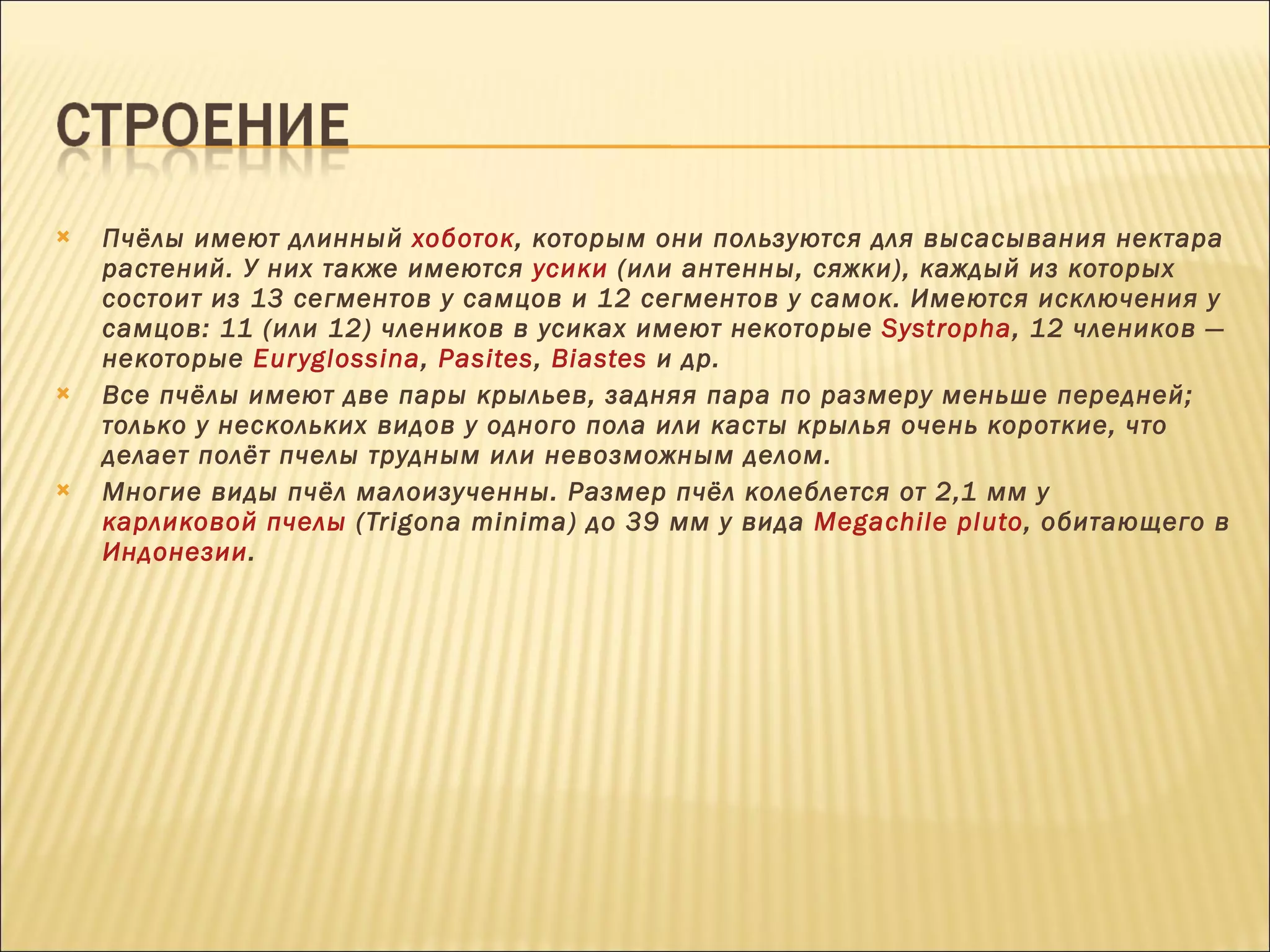 Пчёлы имеют длинный  хоботок , которым они пользуются для высасывания нектара растений. У них также имеются  усики  (или антенны, сяжки), каждый из которых состоит из 13 сегментов у самцов и 12 сегментов у самок. Имеются исключения у самцов: 11 (или 12) члеников в усиках имеют некоторые  Systropha , 12 члеников — некоторые  Euryglossina ,  Pasites ,  Biastes  и др. Все пчёлы имеют две пары крыльев, задняя пара по размеру меньше передней; только у нескольких видов у одного пола или касты крылья очень короткие, что делает полёт пчелы трудным или невозможным делом. Многие виды пчёл малоизученны. Размер пчёл колеблется от 2,1 мм у  карликовой пчелы  (Trigona minima) до 39 мм у вида  Megachile pluto , обитающего в  Индонезии . 