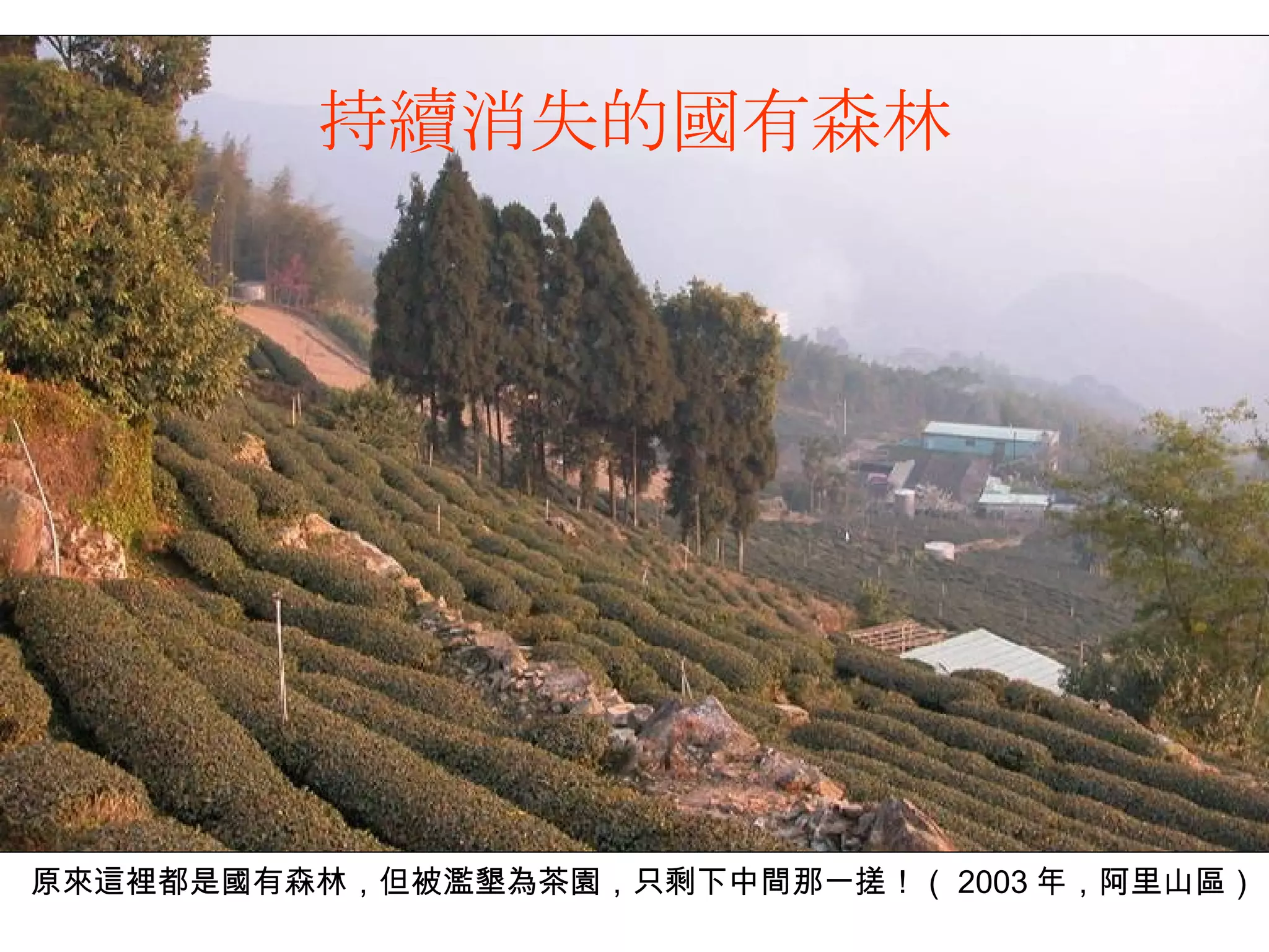 持續消失的國有森林 傅志男攝 原來這裡都是國有森林，但被濫墾為茶園，只剩下中間那一搓！（ 2003 年，阿里山區） 