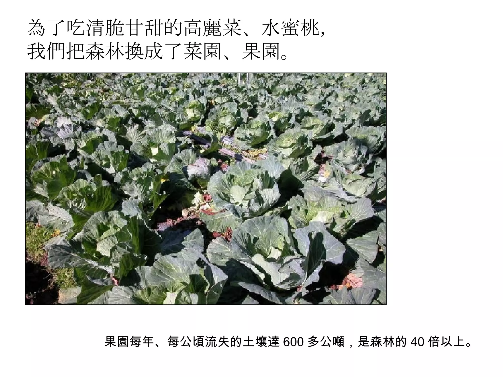 為了吃清脆甘甜的高麗菜、水蜜桃， 我們把森林換成了菜園、果園。 果園每年、每公頃流失的土壤達 600 多公噸，是森林的 40 倍以上。 