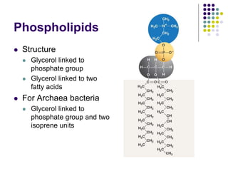 Phospholipids
 Structure
 Glycerol linked to
phosphate group
 Glycerol linked to two
fatty acids
 For Archaea bacteria
 Glycerol linked to
phosphate group and two
isoprene units
 