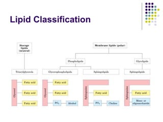 Lipid Classification
 