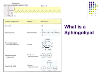 What is a
Sphingolipid
 