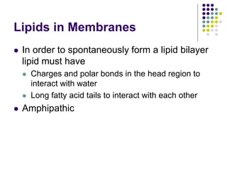 Lipids in Membranes
 In order to spontaneously form a lipid bilayer
lipid must have
 Charges and polar bonds in the head region to
interact with water
 Long fatty acid tails to interact with each other
 Amphipathic
 