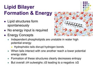 Lipid Bilayer
Formation & Energy
 Lipid structures form
spontaneously
 No energy input is required
 Energy Concepts
 Independent phospholipids are unstable in water high
potential energy
 Hydrophobic tails disrupt hydrogen bonds
 When tails interact with one another reach a lower potential
energy state
 Formation of these structures clearly decreases entropy
 But overall ∆H outweighs ∆S leading to a negative ∆G
 