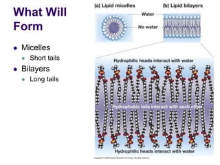 What Will
Form
 Micelles
 Short tails
 Bilayers
 Long tails
 
