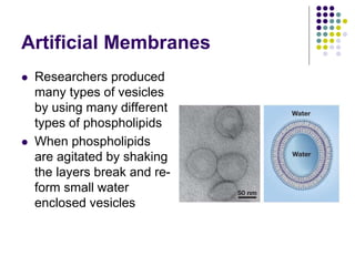 Artificial Membranes
 Researchers produced
many types of vesicles
by using many different
types of phospholipids
 When phospholipids
are agitated by shaking
the layers break and re-
form small water
enclosed vesicles
 