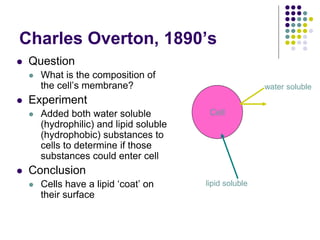 Cell
water soluble
lipid soluble
Charles Overton, 1890’s
 Question
 What is the composition of
the cell’s membrane?
 Experiment
 Added both water soluble
(hydrophilic) and lipid soluble
(hydrophobic) substances to
cells to determine if those
substances could enter cell
 Conclusion
 Cells have a lipid ‘coat’ on
their surface
 