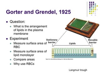 Gorter and Grendel, 1925
Langmuir trough
 Question:
 What is the arrangement
of lipids in the plasma
membrane
 Experiment
 Measure surface area of
RBC
 Measure surface area of
lipid monolayer
 Compare areas
 Why use RBCs
 