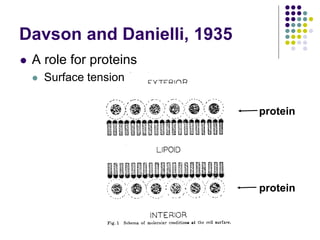 protein
protein
Davson and Danielli, 1935
 A role for proteins
 Surface tension
 