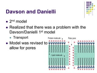 Davson and Danielli
 2nd model
 Realized that there was a problem with the
Davson/Danielli 1st model
 Transport
 Model was revised to
allow for pores
 