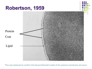 Protein
Coat
Lipid
This was believed to confirm the Davson/Danielli model of the plasma membrane structure.
Robertson, 1959
 