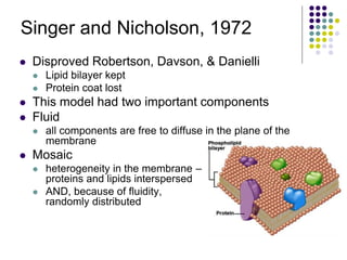 Singer and Nicholson, 1972
 Disproved Robertson, Davson, & Danielli
 Lipid bilayer kept
 Protein coat lost
 This model had two important components
 Fluid
 all components are free to diffuse in the plane of the
membrane
 Mosaic
 heterogeneity in the membrane –
proteins and lipids interspersed
 AND, because of fluidity,
randomly distributed
 