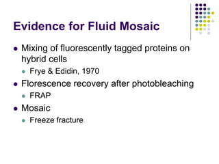 Evidence for Fluid Mosaic
 Mixing of fluorescently tagged proteins on
hybrid cells
 Frye & Edidin, 1970
 Florescence recovery after photobleaching
 FRAP
 Mosaic
 Freeze fracture
 