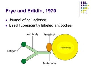 Frye and Edidin, 1970
 Journal of cell science
 Used fluorescently labeled antibodies
Fluorophore
 