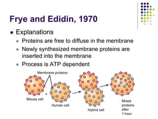 Membrane proteins
Mouse cell
Human cell
Hybrid cell
Mixed
proteins
after
1 hour
+
Frye and Edidin, 1970
 Explanations
 Proteins are free to diffuse in the membrane
 Newly synthesized membrane proteins are
inserted into the membrane
 Process is ATP dependent
 