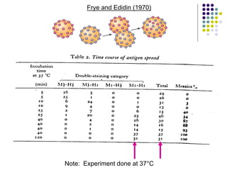 Note: Experiment done at 37°C
Frye and Edidin (1970)
 