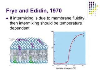 (fusing)
virus
Mouse
cell
(a)
Incubation temperature (ºC)
Mosaics (%)
0
+
+
+
+
+
+
+
+
50
100
5 15 25 35
+
+
+
+
(c)
Frye and Edidin, 1970
 If intermixing is due to membrane fluidity,
then intermixing should be temperature
dependent
 
