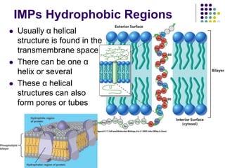 IMPs Hydrophobic Regions
 Usually α helical
structure is found in the
transmembrane space
 There can be one α
helix or several
 These α helical
structures can also
form pores or tubes
 