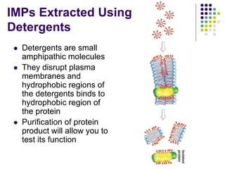 IMPs Extracted Using
Detergents
 Detergents are small
amphipathic molecules
 They disrupt plasma
membranes and
hydrophobic regions of
the detergents binds to
hydrophobic region of
the protein
 Purification of protein
product will allow you to
test its function
 