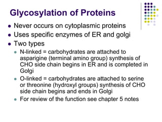 Glycosylation of Proteins
 Never occurs on cytoplasmic proteins
 Uses specific enzymes of ER and golgi
 Two types
 N-linked = carbohydrates are attached to
asparigine (terminal amino group) synthesis of
CHO side chain begins in ER and is completed in
Golgi
 O-linked = carbohydrates are attached to serine
or threonine (hydroxyl groups) synthesis of CHO
side chain begins and ends in Golgi
 For review of the function see chapter 5 notes
 