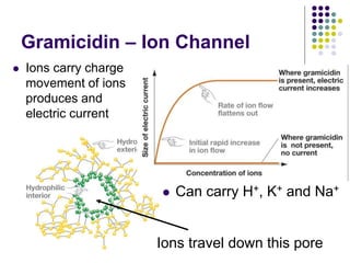 Gramicidin – Ion Channel
 Ions carry charge
movement of ions
produces and
electric current
 Can carry H+, K+ and Na+
Ions travel down this pore
 