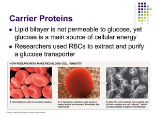 Carrier Proteins
 Lipid bilayer is not permeable to glucose, yet
glucose is a main source of cellular energy
 Researchers used RBCs to extract and purify
a glucose transporter
 