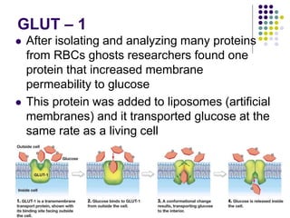 GLUT – 1
 After isolating and analyzing many proteins
from RBCs ghosts researchers found one
protein that increased membrane
permeability to glucose
 This protein was added to liposomes (artificial
membranes) and it transported glucose at the
same rate as a living cell
 