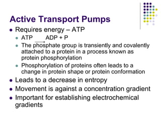 Active Transport Pumps
 Requires energy – ATP
 ATP ADP + P
 The phosphate group is transiently and covalently
attached to a protein in a process known as
protein phosphorylation
 Phosphorylation of proteins often leads to a
change in protein shape or protein conformation
 Leads to a decrease in entropy
 Movement is against a concentration gradient
 Important for establishing electrochemical
gradients
 