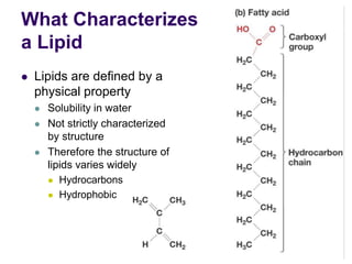 What Characterizes
a Lipid
 Lipids are defined by a
physical property
 Solubility in water
 Not strictly characterized
by structure
 Therefore the structure of
lipids varies widely
 Hydrocarbons
 Hydrophobic
 