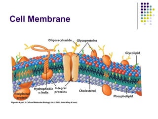 Cell Membrane
 