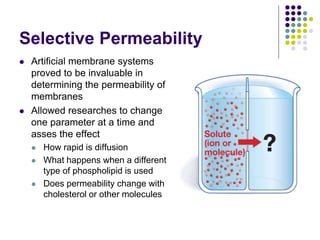 Selective Permeability
 Artificial membrane systems
proved to be invaluable in
determining the permeability of
membranes
 Allowed researches to change
one parameter at a time and
asses the effect
 How rapid is diffusion
 What happens when a different
type of phospholipid is used
 Does permeability change with
cholesterol or other molecules
 
