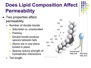 Does Lipid Composition Affect
Permeability
 Two properties affect
permeability
 Number of double bonds
 Saturated vs. unsaturated
 Packing
 Double bonds produce
spaces between tails
 Atoms are in one plane
locked in place
 Spaces reduce strength of
hydrophobic interactions
 Tail length
 