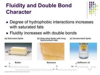 Fluidity and Double Bond
Character
 Degree of hydrophobic interactions increases
with saturated fats
 Fluidity increases with double bonds
 