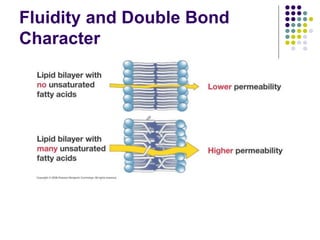 Fluidity and Double Bond
Character
 