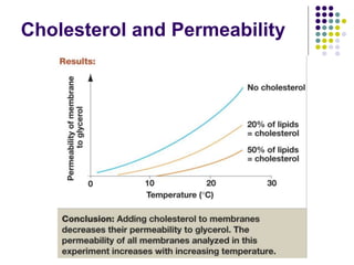 Cholesterol and Permeability
 
