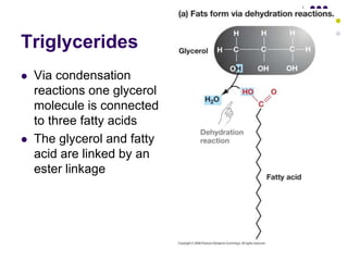 Triglycerides
 Via condensation
reactions one glycerol
molecule is connected
to three fatty acids
 The glycerol and fatty
acid are linked by an
ester linkage
 