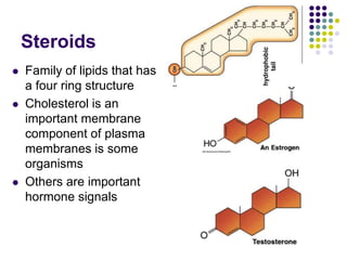 Steroids
 Family of lipids that has
a four ring structure
 Cholesterol is an
important membrane
component of plasma
membranes is some
organisms
 Others are important
hormone signals
 