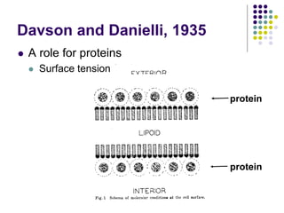 Davson and Danielli
 1st model
 Evidence
 surface tension of oil droplets is high
 surface tension of cell membranes i...