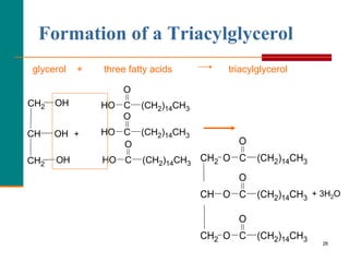 26
Formation of a Triacylglycerol
glycerol + three fatty acids triacylglycerol
OH
CH2
OH
OH
CH2
CH
O
(CH2)14CH3
C
HO
O
(CH2)14CH3
C
HO
O
(CH2)14CH3
C
HO
+ 3H2O
O
O
C (CH2)14CH3
CH O
O
C (CH2)14CH3
CH2 O
O
C (CH2)14CH3
CH2
+
 