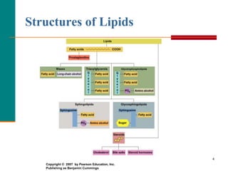 4
Structures of Lipids
Copyright © 2007 by Pearson Education, Inc.
Publishing as Benjamin Cummings
 