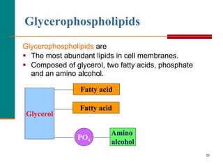 52
Glycerophospholipids are
 The most abundant lipids in cell membranes.
 Composed of glycerol, two fatty acids, phosphate
and an amino alcohol.
Glycerol
PO4
Amino
alcohol
Glycerophospholipids
Fatty acid
Fatty acid
 