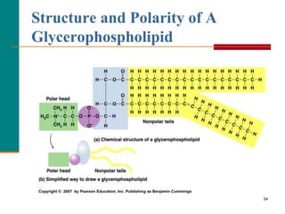 54
Structure and Polarity of A
Glycerophospholipid
Copyright © 2007 by Pearson Education, Inc. Publishing as Benjamin Cummings
 