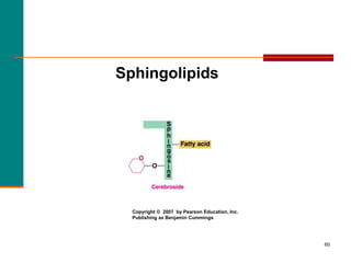 60
Sphingolipids
Copyright © 2007 by Pearson Education, Inc.
Publishing as Benjamin Cummings
 