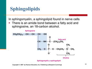 63
In sphingomyelin, a sphingolipid found in nerve cells
 There is an amide bond between a fatty acid and
sphingosine, an 18-carbon alcohol.
Sphingolipids
Copyright © 2007 by Pearson Education, Inc. Publishing as Benjamin Cummings
 