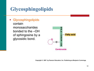 64
Glycosphingolipids
 Glycosphingolipids
contain
monosaccharides
bonded to the –OH
of sphingosine by a
glycosidic bond.
Copyright © 2007 by Pearson Education, Inc. Publishing as Benjamin Cummings
 