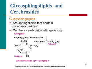 65
Glycosphingolipids and
Cerebrosides
Glycosphingolipids
 Are sphingolipids that contain
monosaccharides.
 Can be a cerebroside with galactose.
Copyright © 2007 by Pearson Education, Inc. Publishing as Benjamin Cummings
 