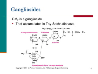 67
Gangliosides
GM2 is a ganglioside
 That accumulates in Tay-Sachs disease.
Copyright © 2007 by Pearson Education, Inc. Publishing as Benjamin Cummings
 