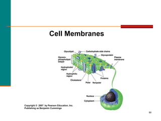 89
Cell Membranes
Copyright © 2007 by Pearson Education, Inc.
Publishing as Benjamin Cummings
 